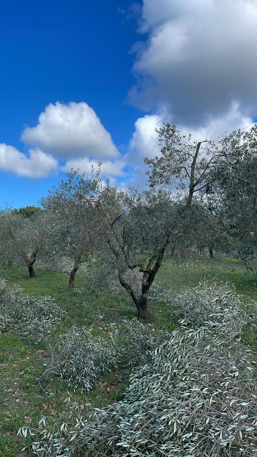 Agriturismo Podere Campalto Campiglia Marittima Bagian luar foto