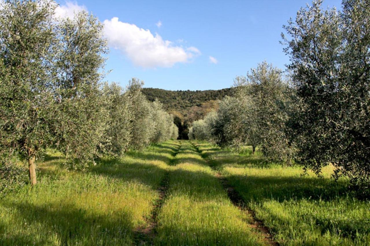 Agriturismo Podere Campalto Campiglia Marittima Ruang foto
